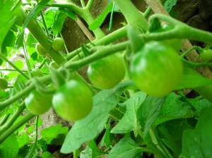 Tomatoes on the vide