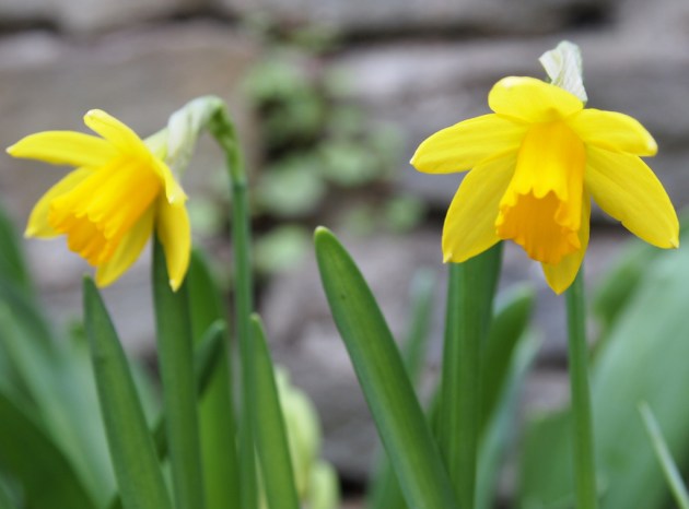 Welsh Daffodils